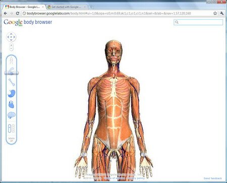 Как изучать анатомию человеческого тела с помощью Body Browser?
